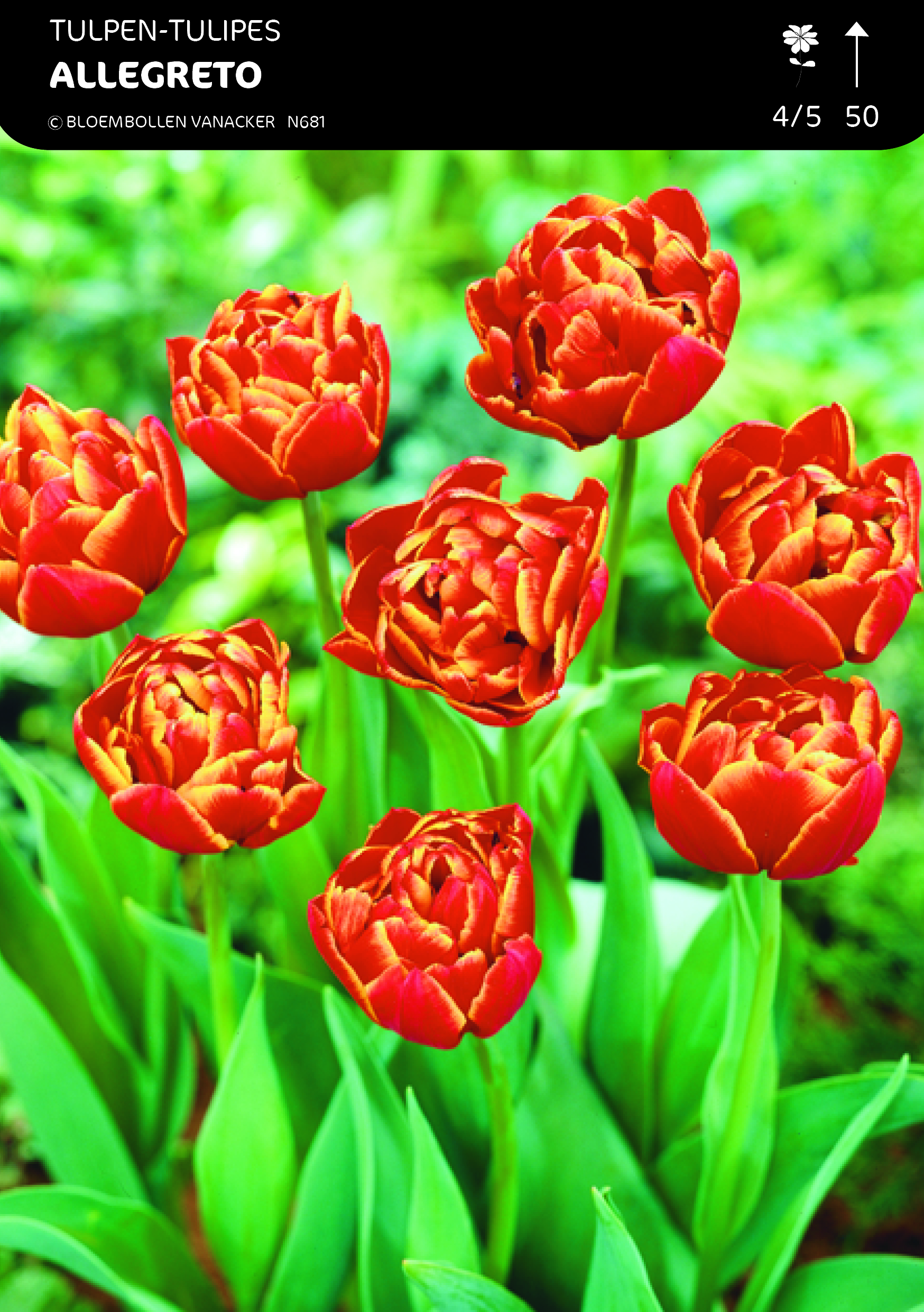 1/2 SHOWDOOS TULP DUBBEL LAGE 5*50