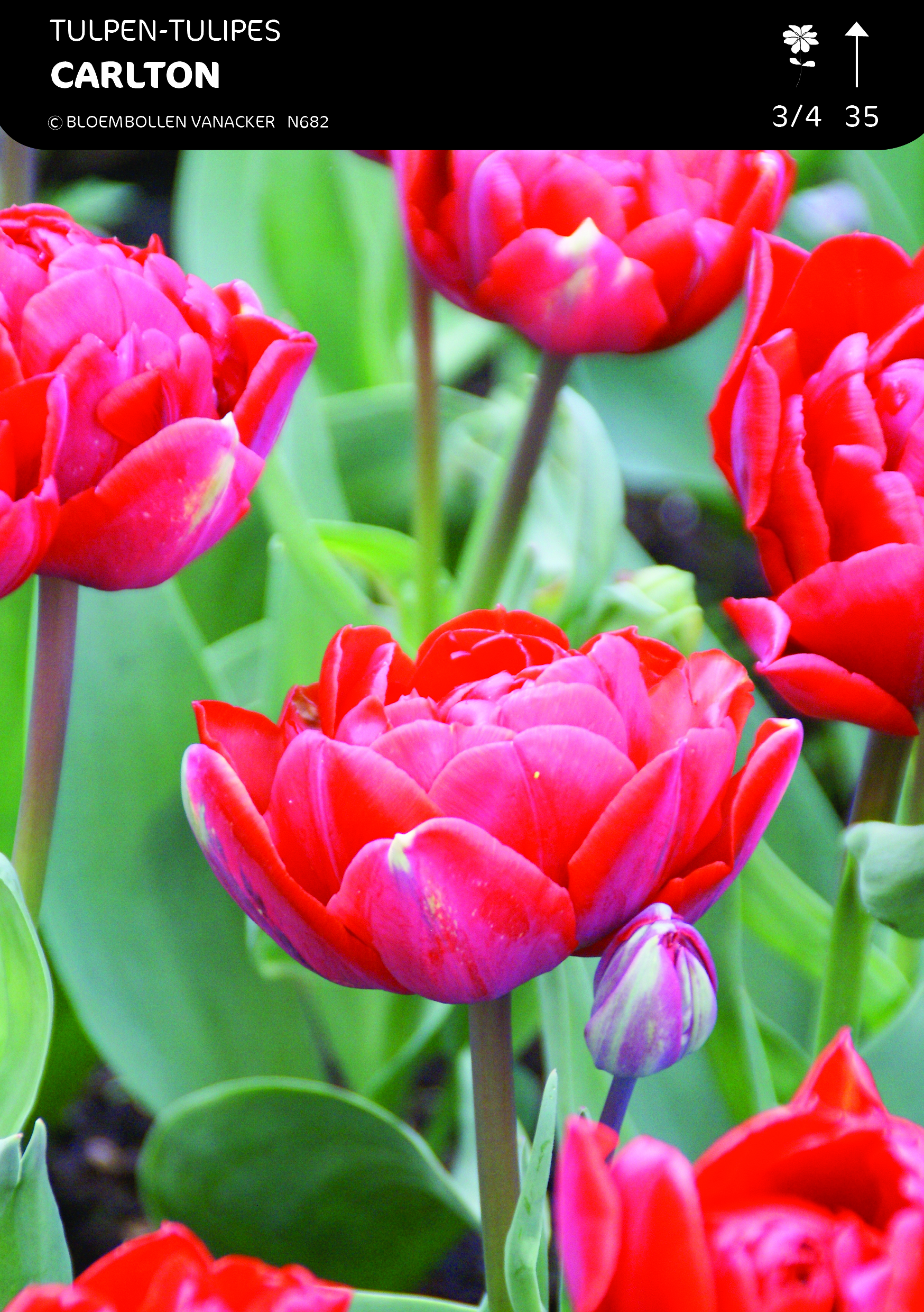 SHOWDOOS TULP DUBBEL LAGE 5*80