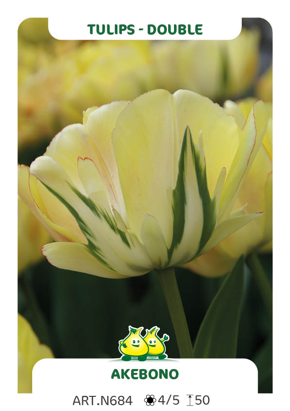 Tulp Akebobo