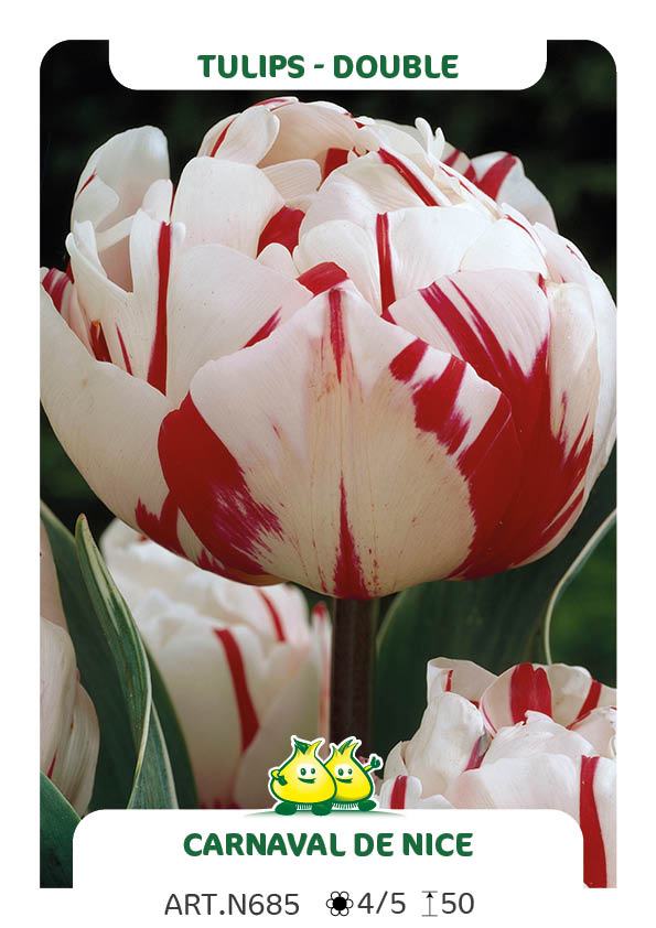 Tulp Carnaval De Nice