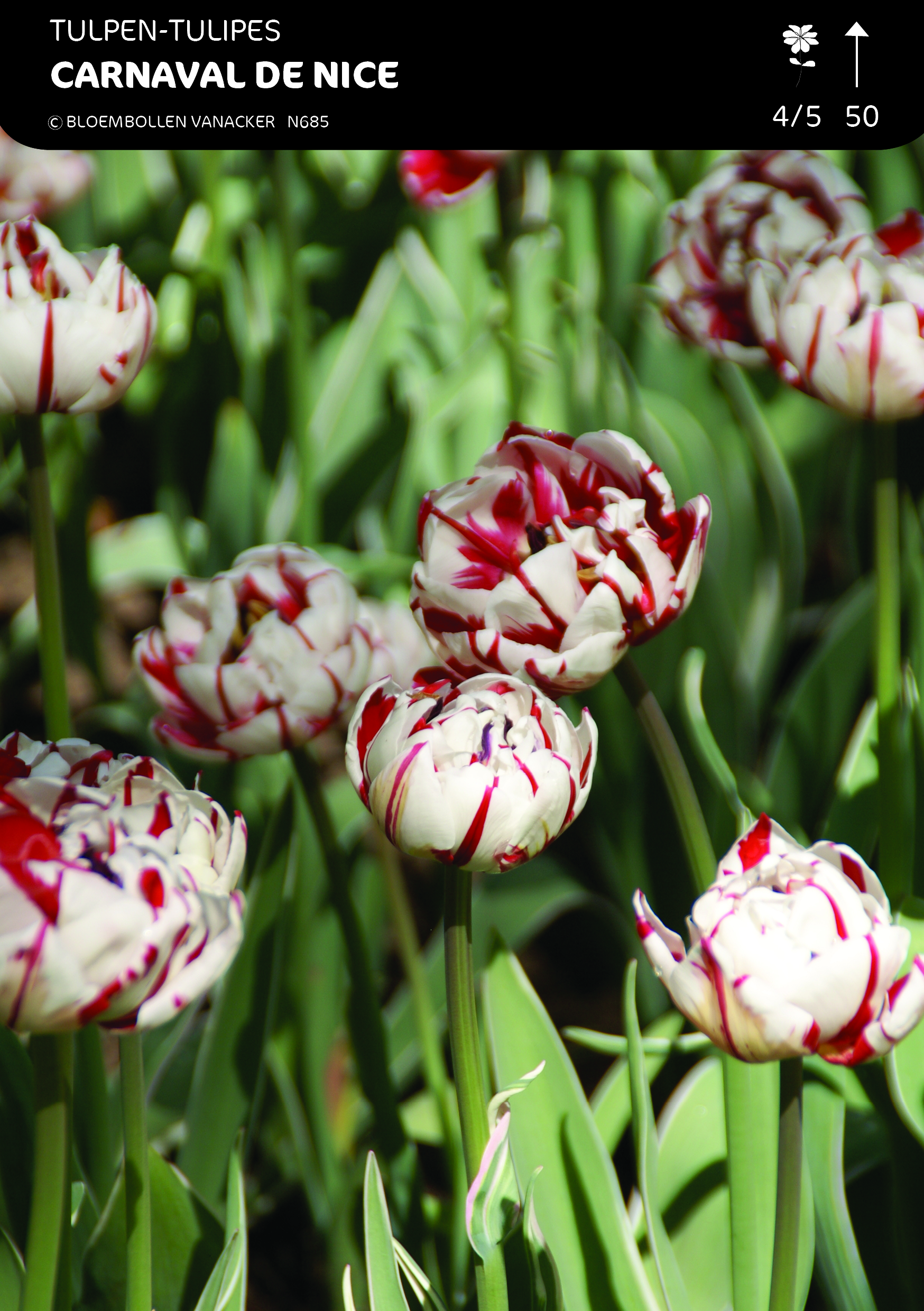 SHOWDOOS TULP DUBBEL LAAT 5*50