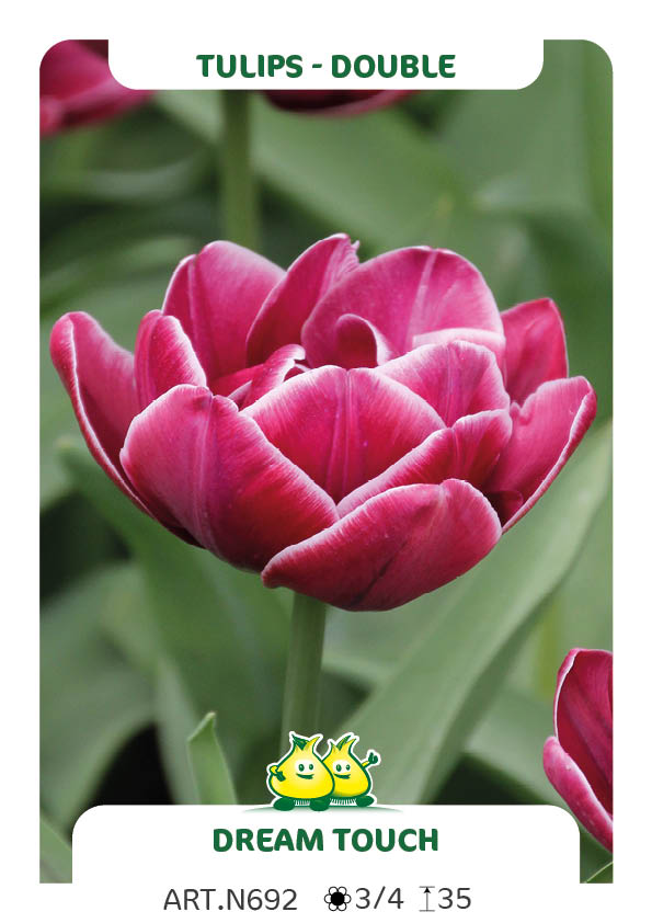 Tulp Dream Touch
