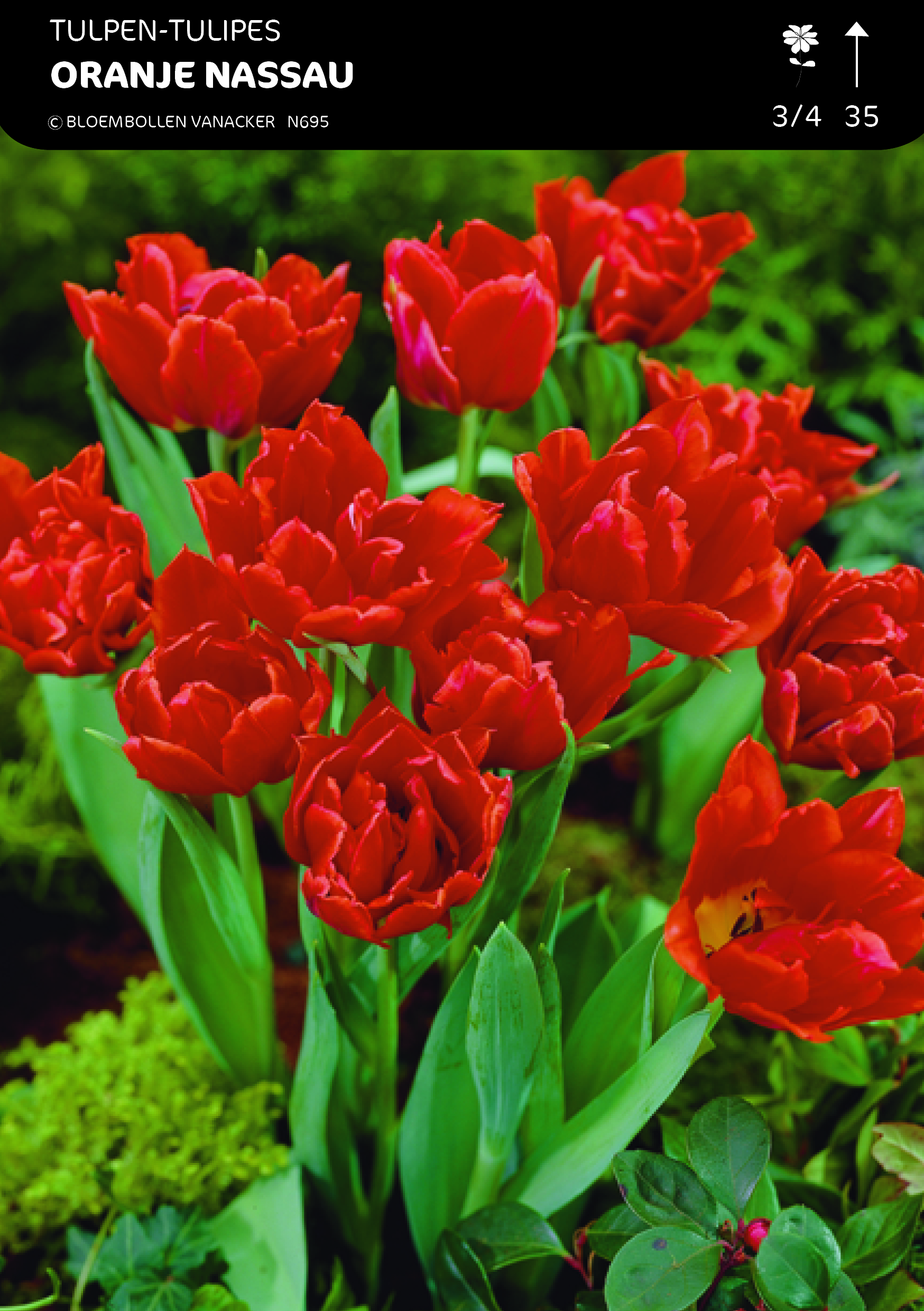 1/2 SHOWDOOS TULP DUBBEL LAGE 5*50