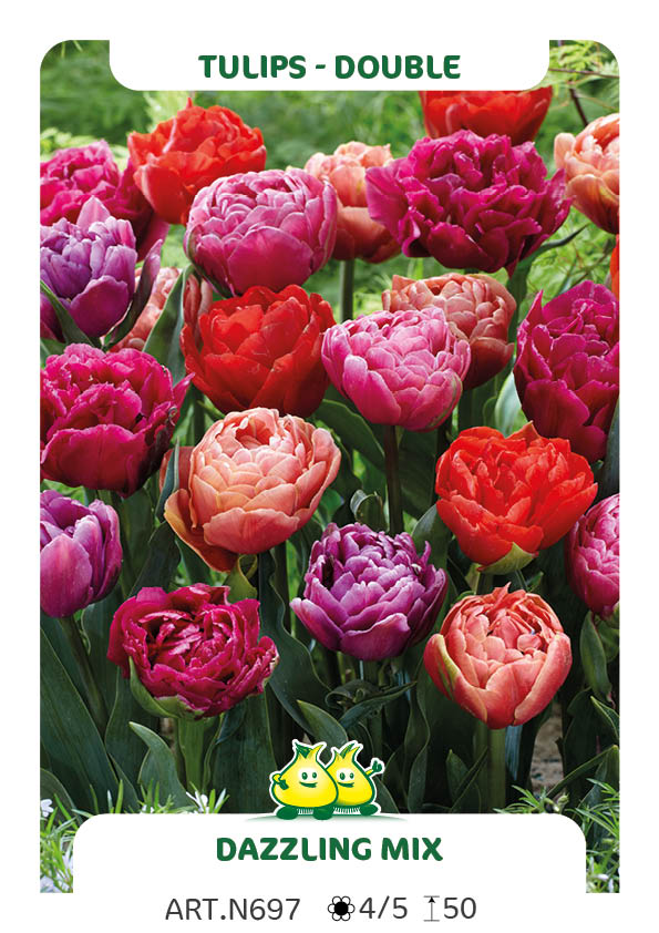 Tulp Dazzling Dubbel Mix (per veelvouden van 100 stuks)