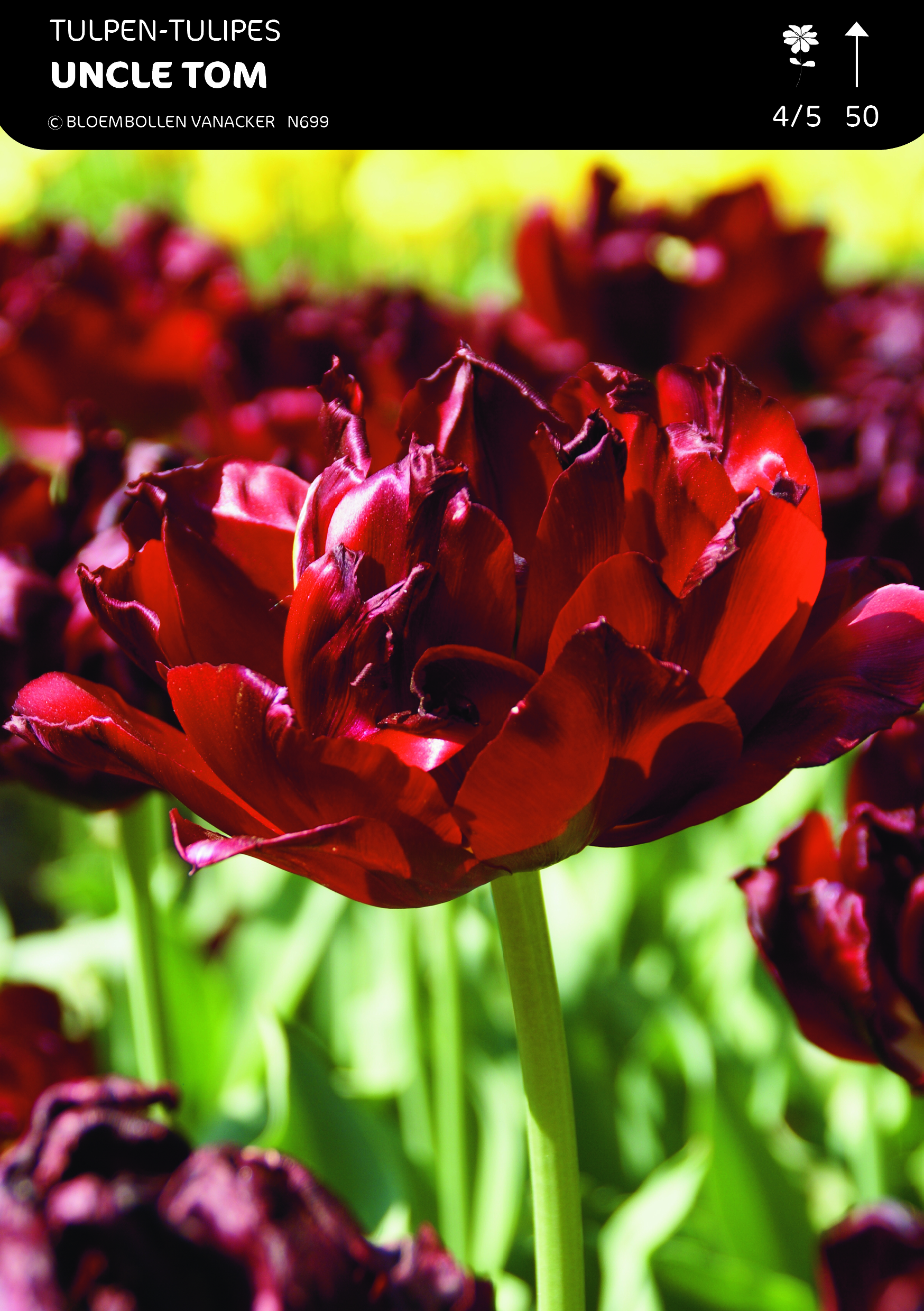 SHOWDOOS TULP DUBBEL LAAT 5*50