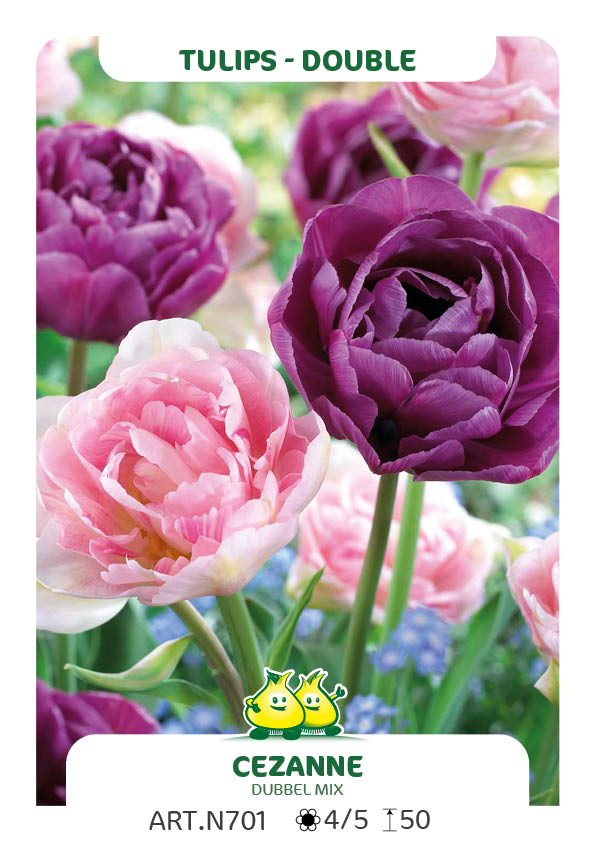 Tulp Dubbel Mix Angelique - Lilac Perfection (per veelvouden van 100 stuks)