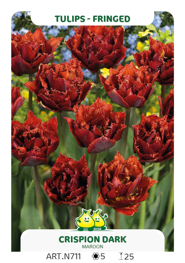 Tulp Crispion Dark / Maroon