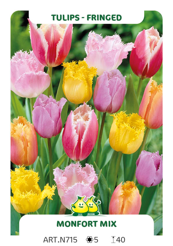 Tulp Gefranjerde - Dentelles Mix (per veelvouden van 100 stuks)