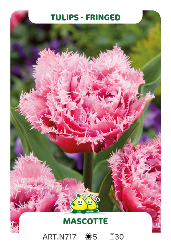 Tulp Mascotte