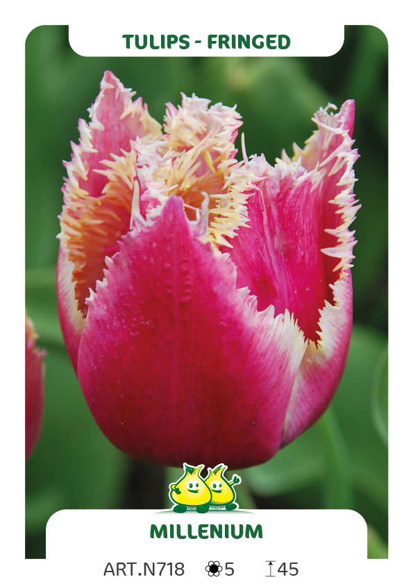 Tulp Millenium