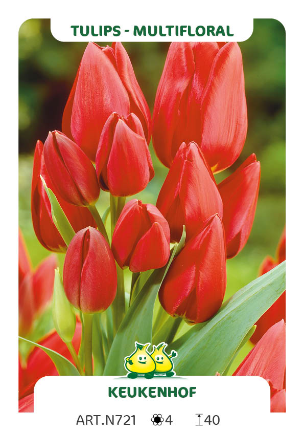 Tulp Keukenhof