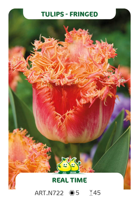 Tulp Real Time