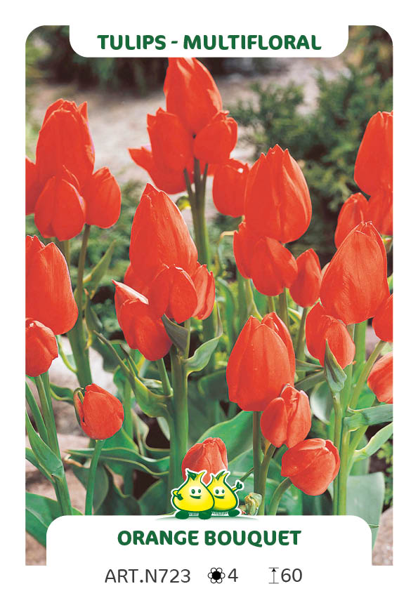 Tulp Orange Bouquet
