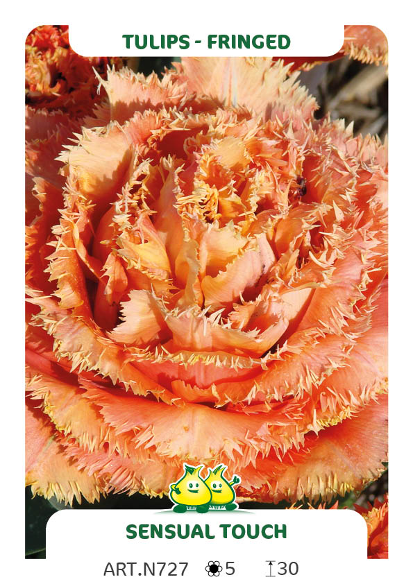 Tulp Sensuel Touche