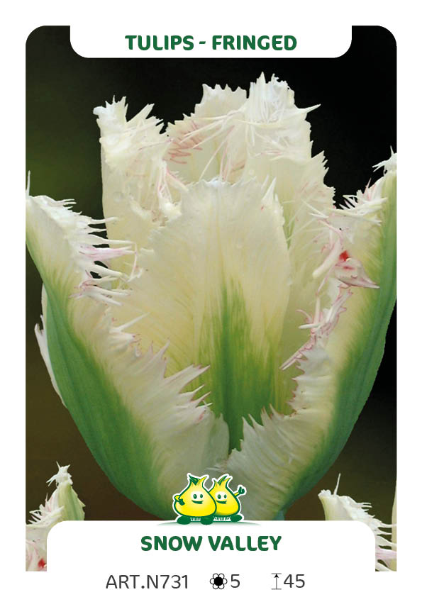 Tulp Snow Valley