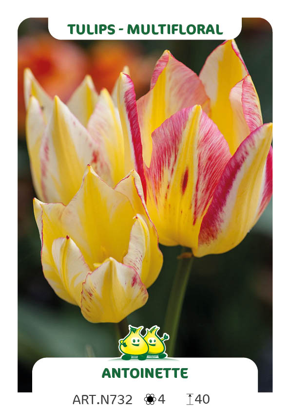 Tulp Antoinette
