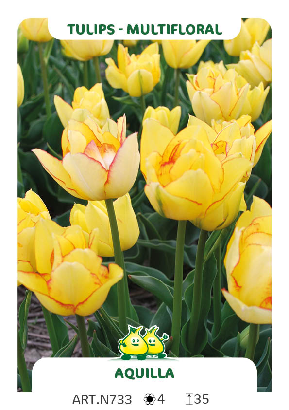 Tulp Aquilla