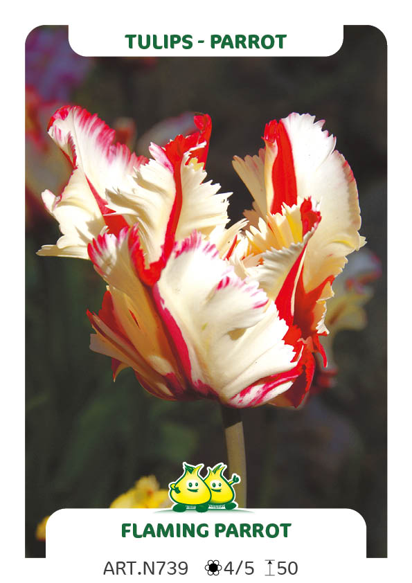 Tulp Flaming Parrot