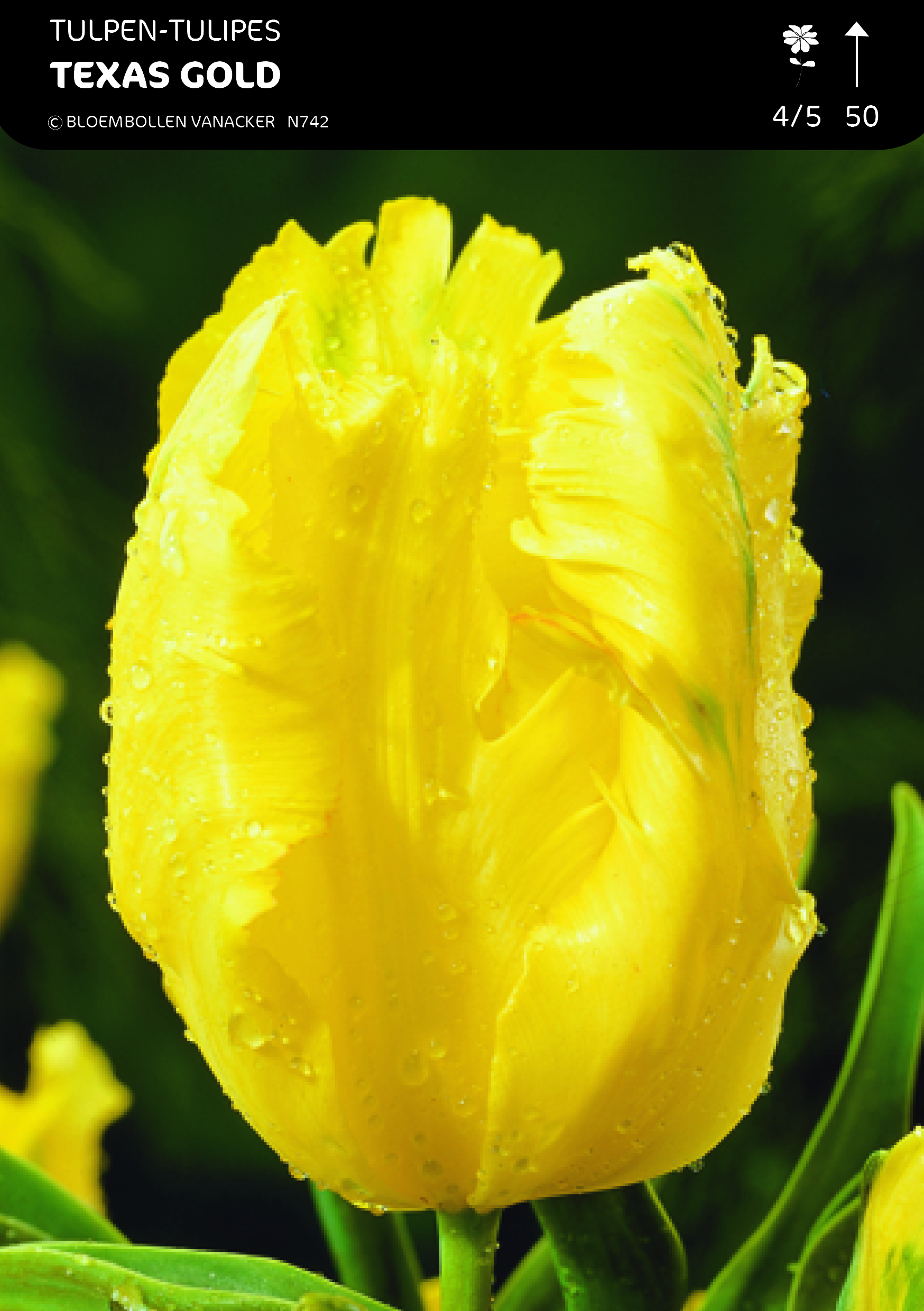 1/2 SHOWDOOS TULP MEERBLOEMIG 5*50