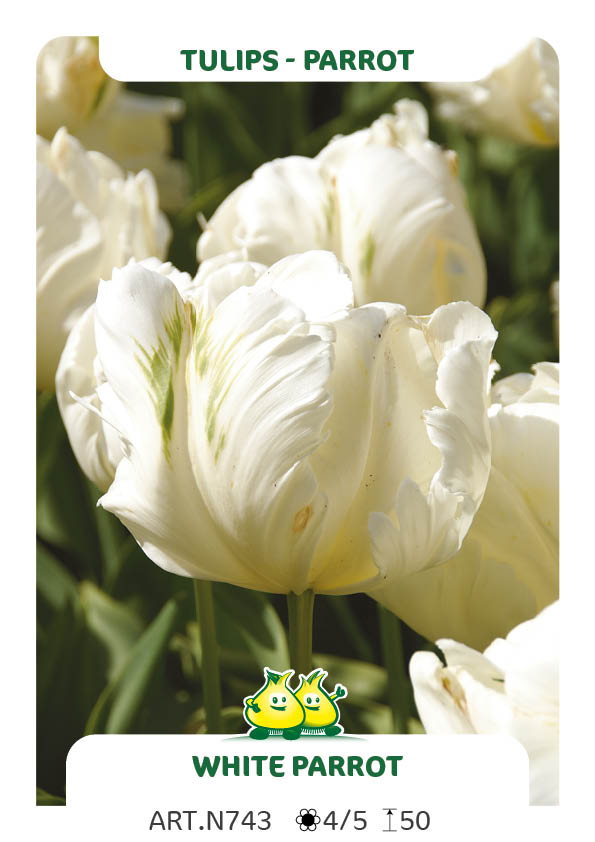 Tulp White Parrot