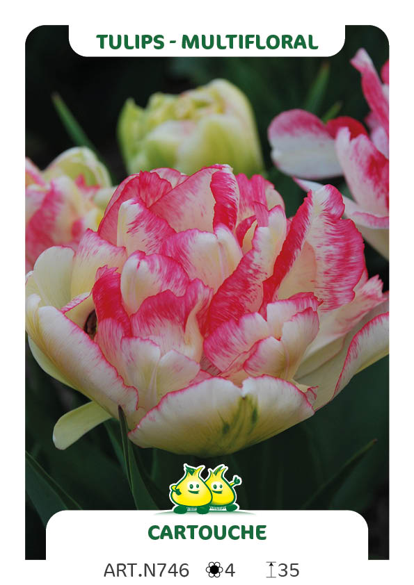 Tulp Cartouche