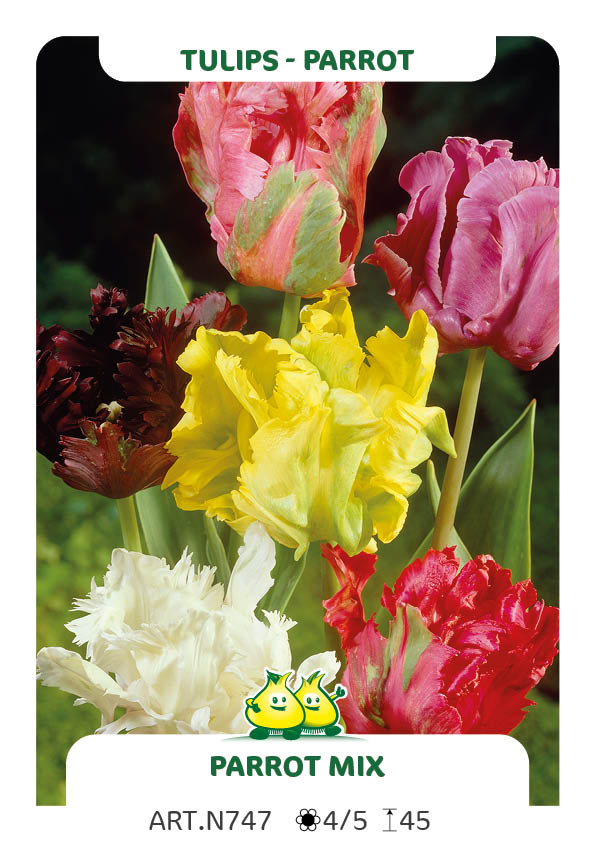 Tulp Parrot Mix ( per veelvouden van 100 stuks)