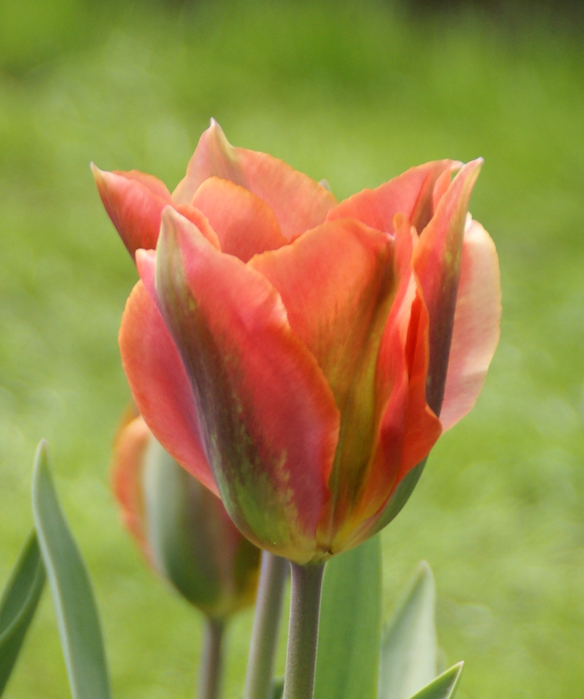 Tulp Artist