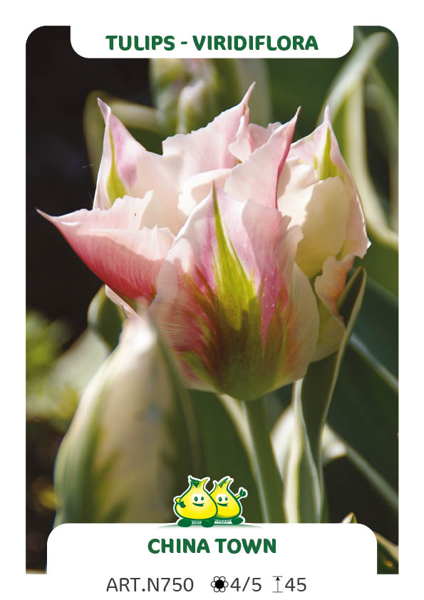 Tulp China Town