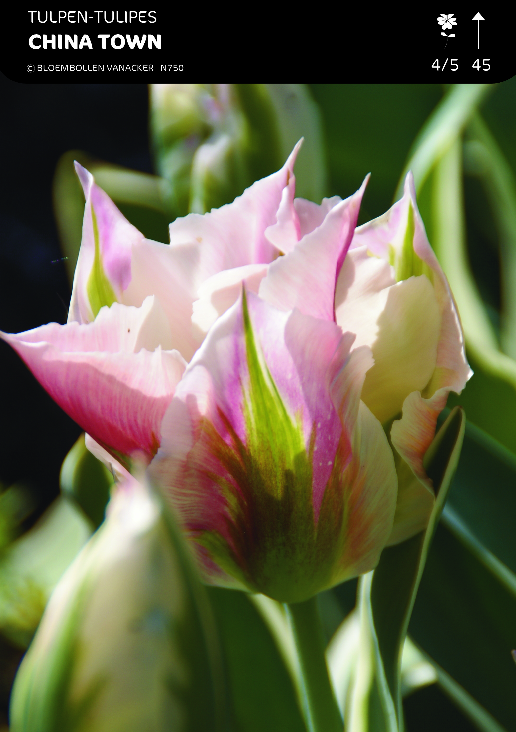 SHOWDOOS TULP VIRIDIFLORA 5*80