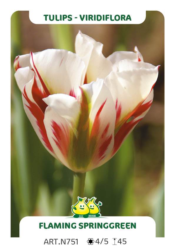 Tulp Flamming Springgreen