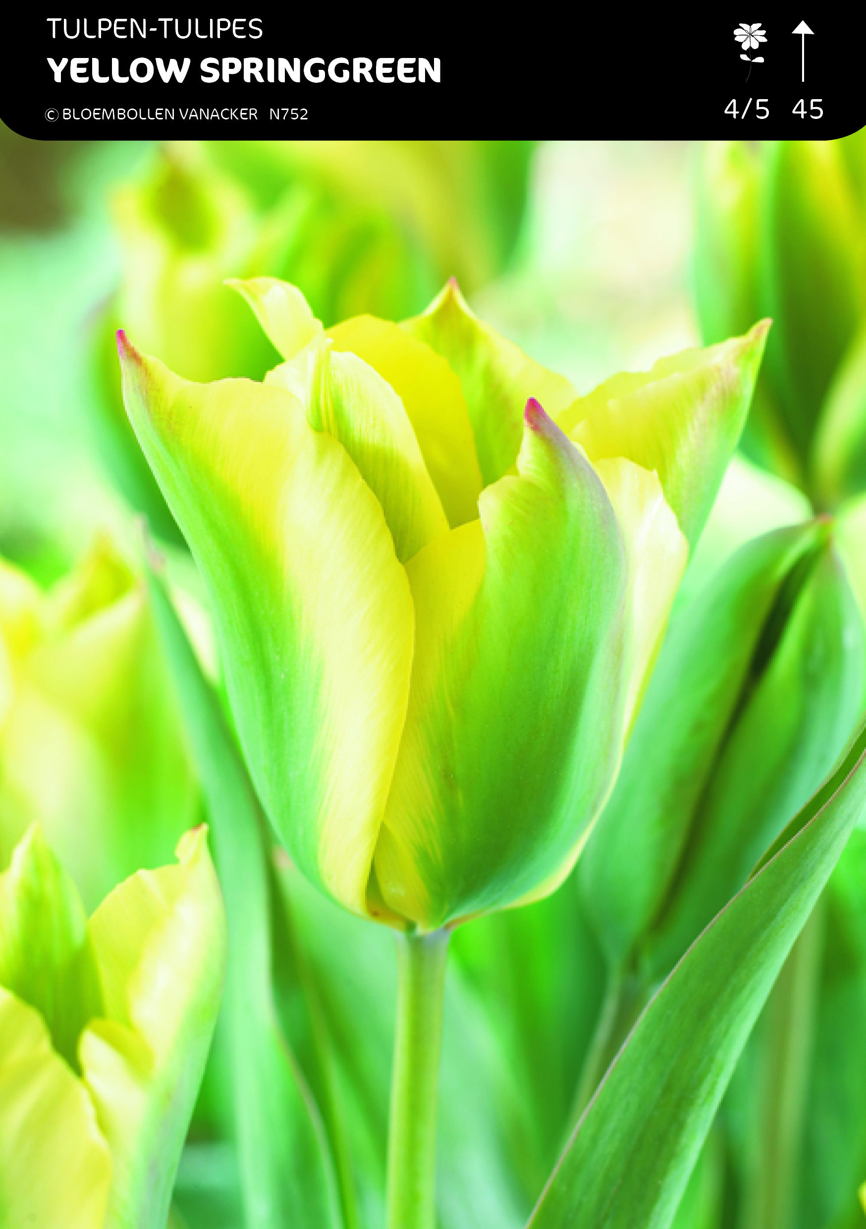 SHOWBOX MOITIÉ TULIPES VIRIDIFLORA 5*50