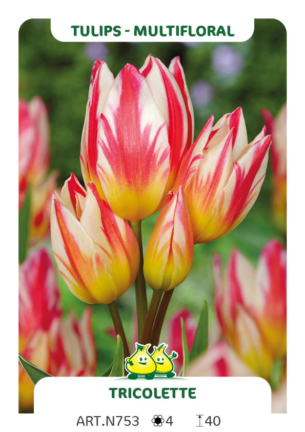 Tulp Tricolette