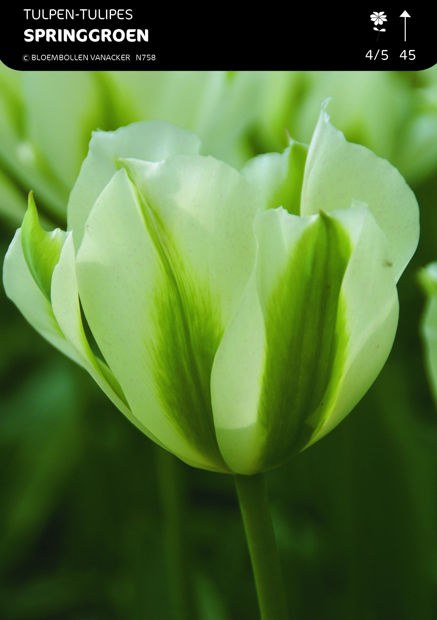 SHOWBOX TULIPES VIRIDIFLORA 5*80