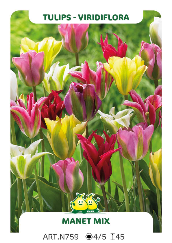 Tulp Viri Mix (per veelvouden van 100 stuks)