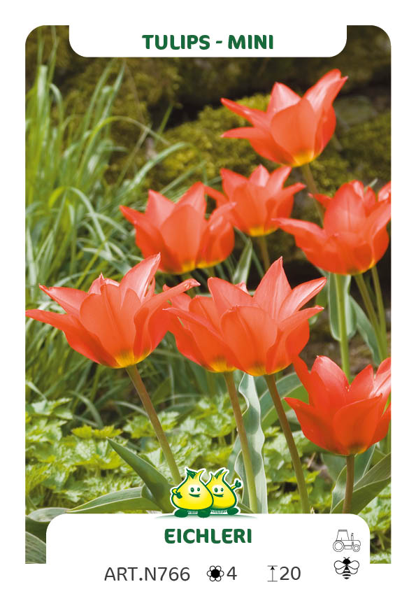 Tulp Eichleri