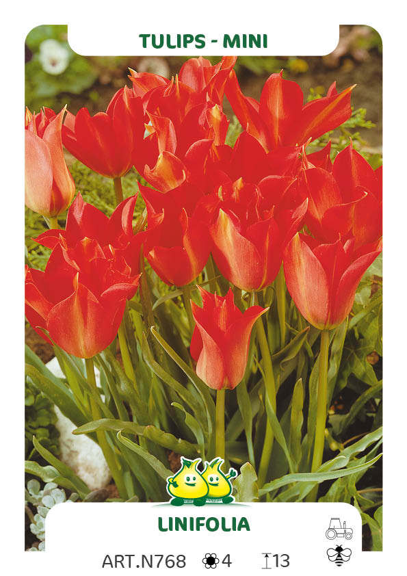 Tulp Linifolia