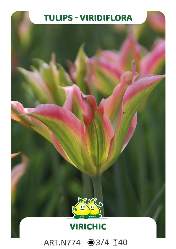 Tulp Virchic