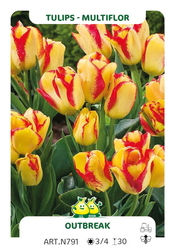 Tulp Outbreak