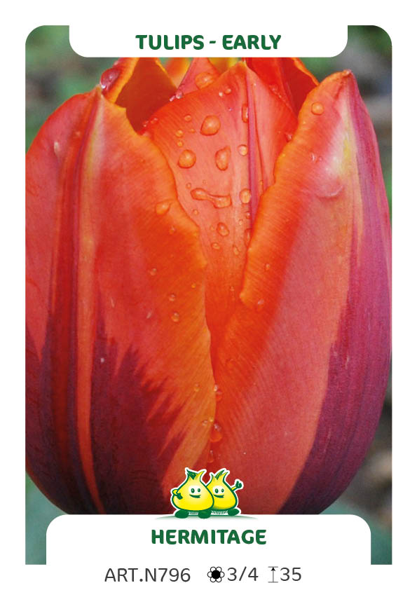 Tulp Hermitage