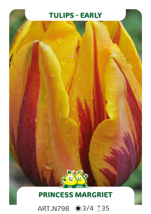 Tulp Princess Margriet
