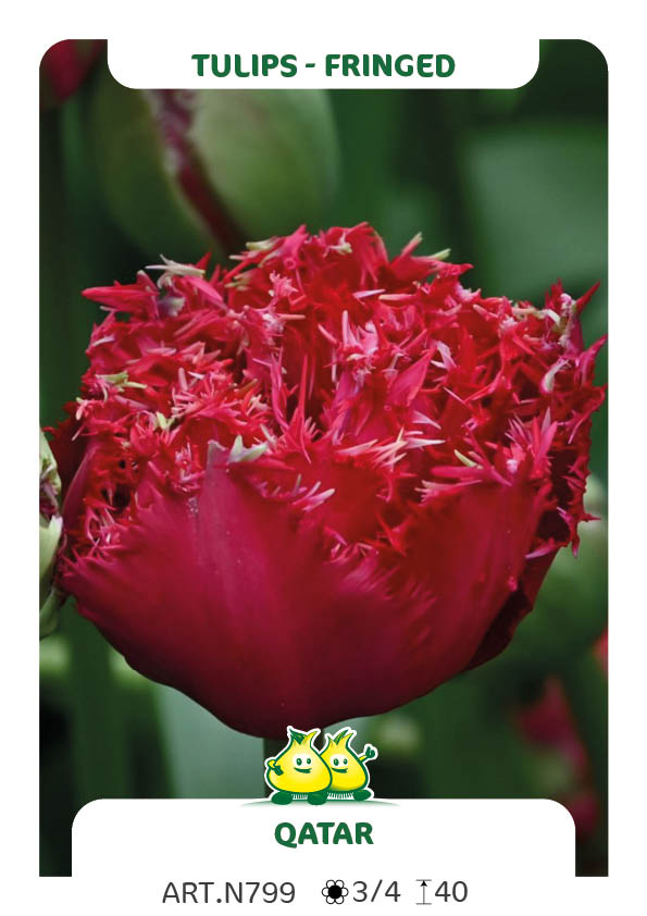 Tulp Qatar