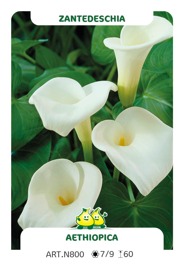 Zantedeschia Aethiopica