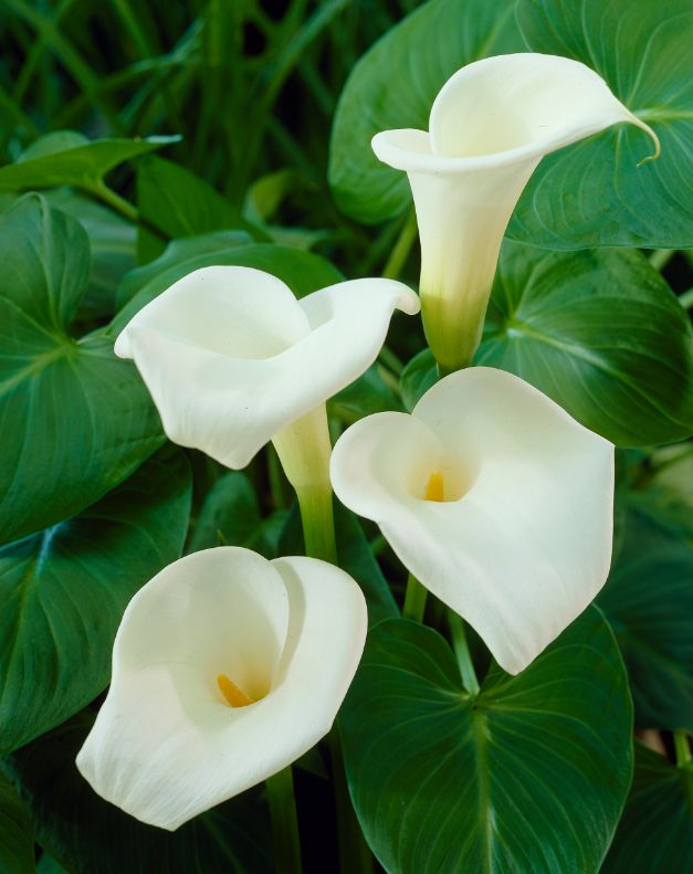 Zantedeschia Aethiopica