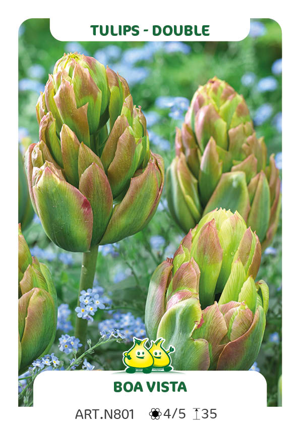 Tulp Boa Vista