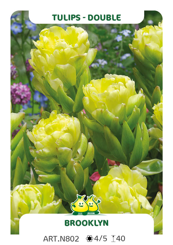Tulp Brooklyn