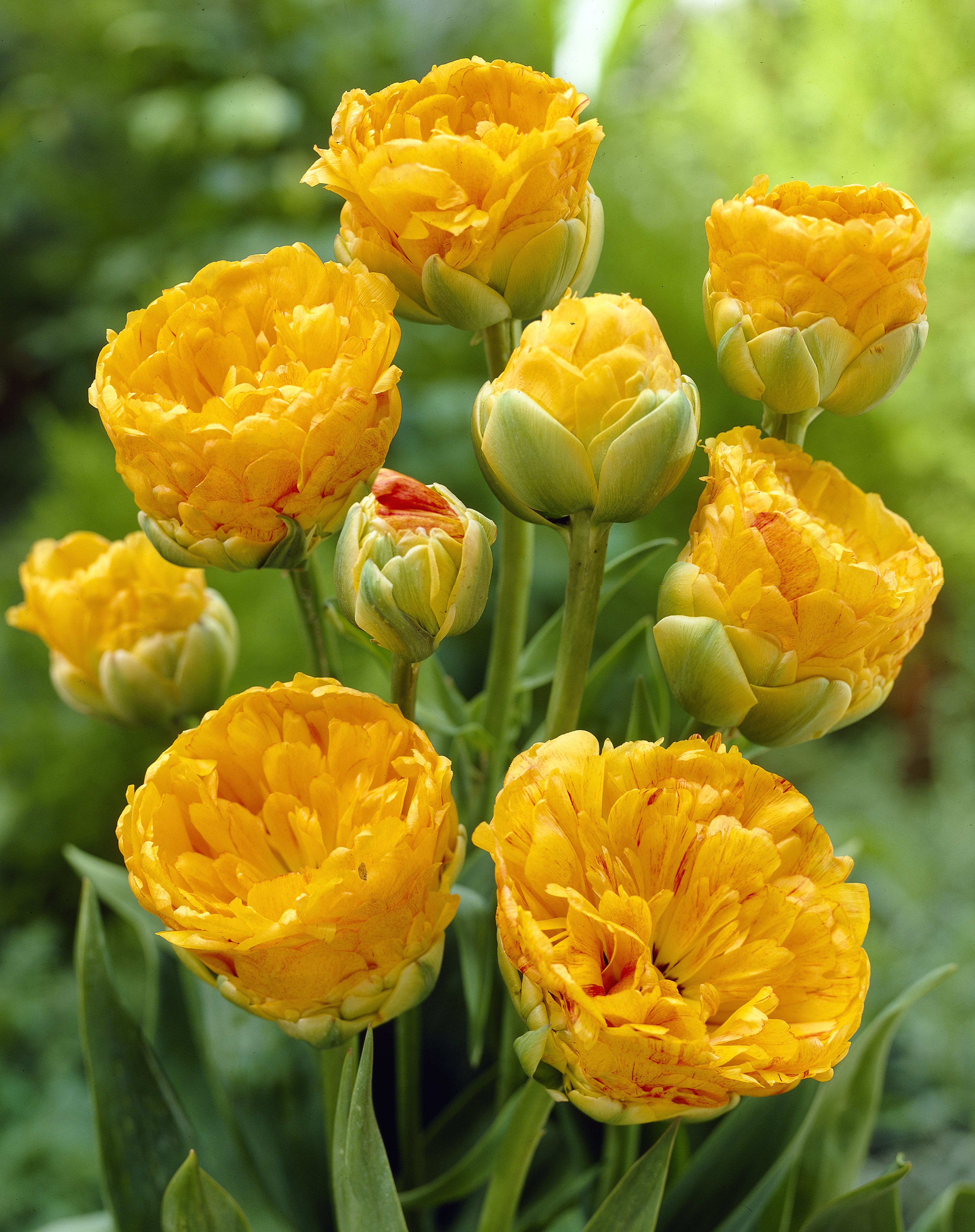 Tulp Double Apeldoorn Beauty