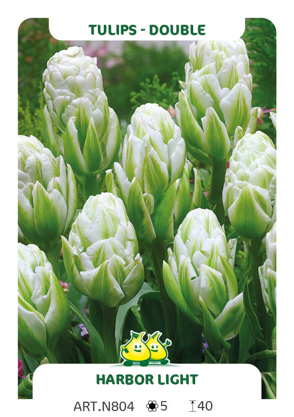 Tulp Harborlight