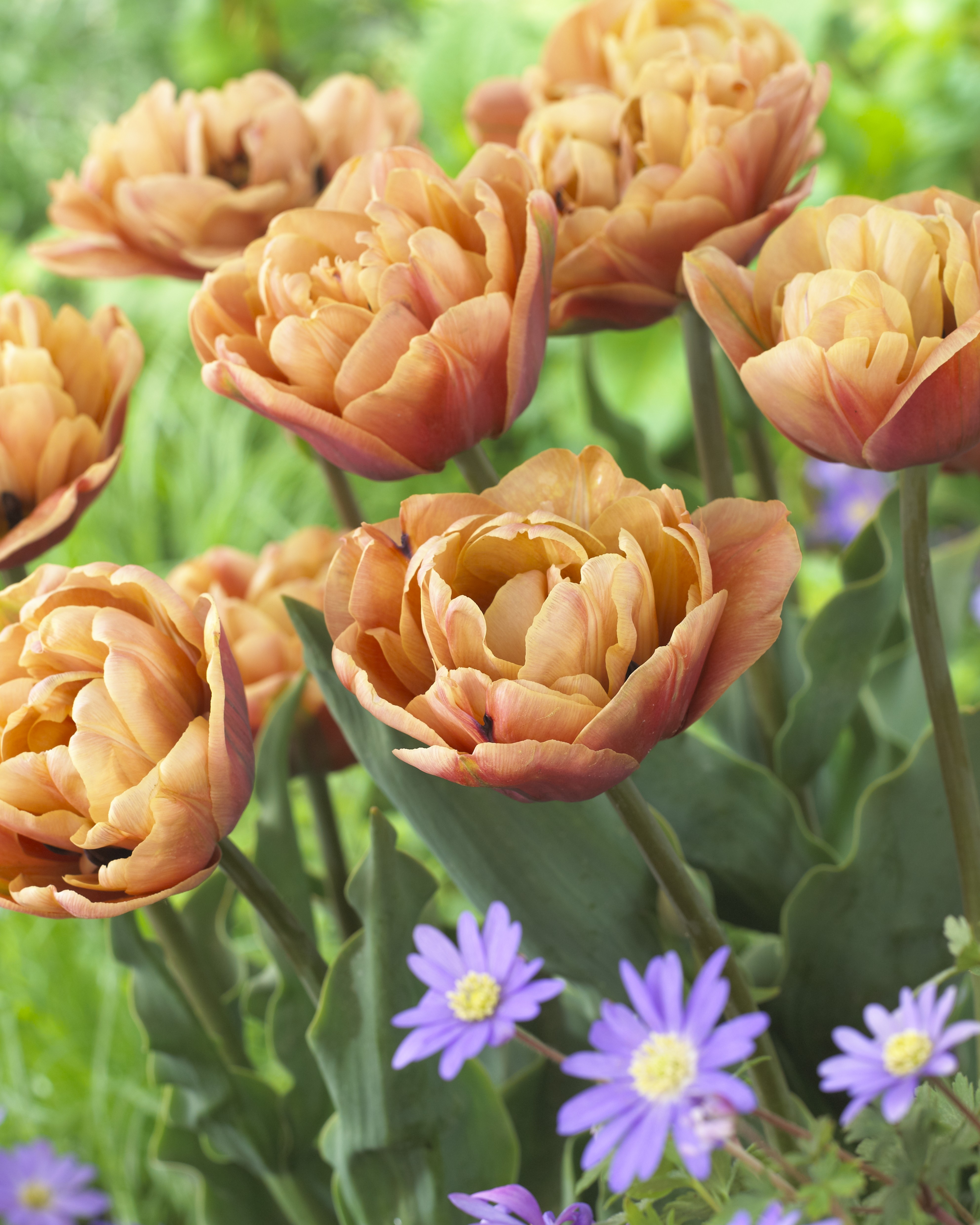 Tulp La Belle Epoque