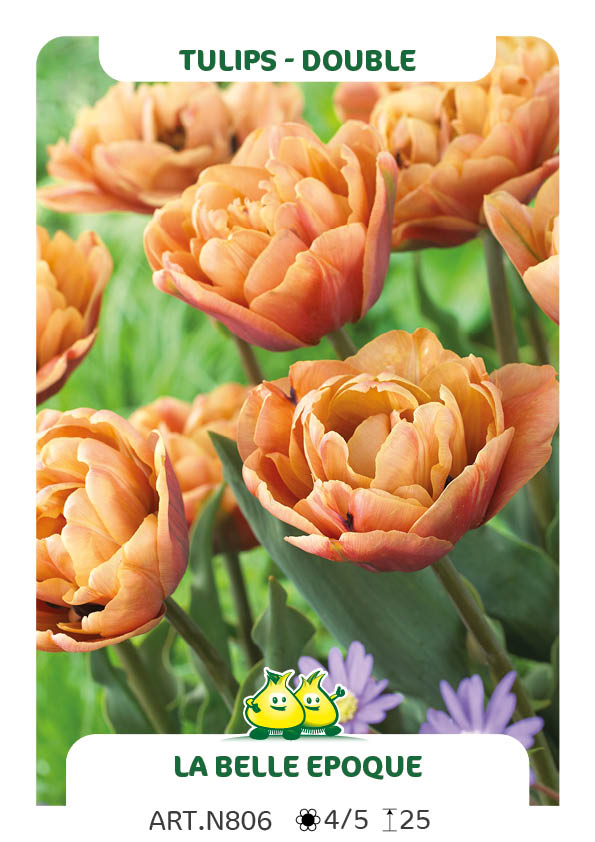 Tulp La Belle Epoque
