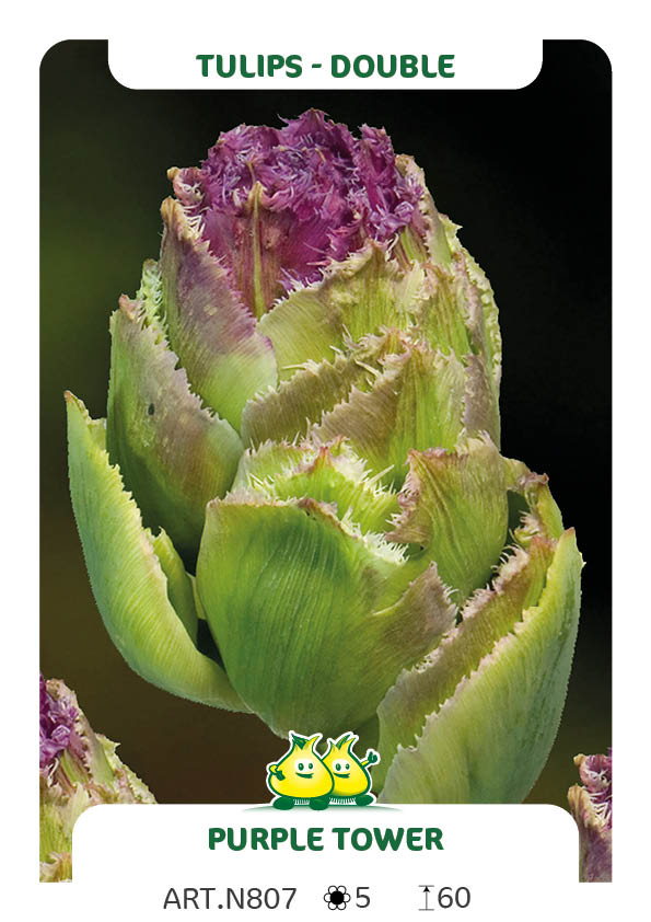 Tulp Purple Tower